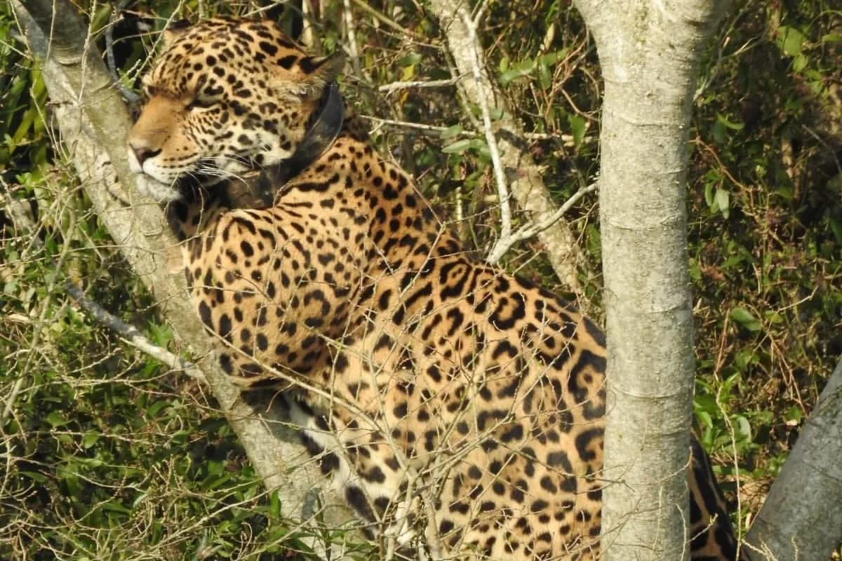 La yaguareté que se subió a un árbol para escapar de los pecaríes en Iberá