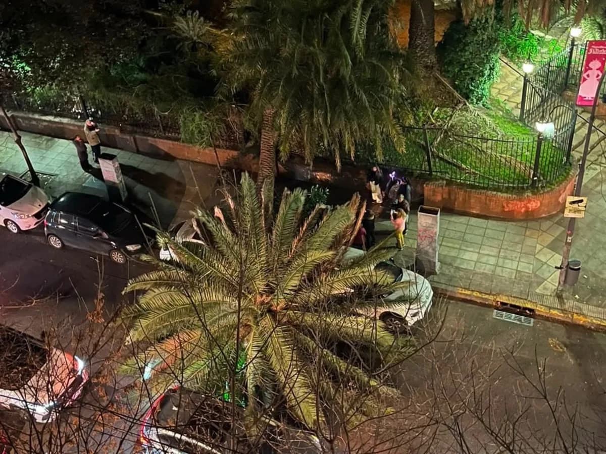 Cayó una palmera del Jardín Botánico y aplastó un auto en Palermo