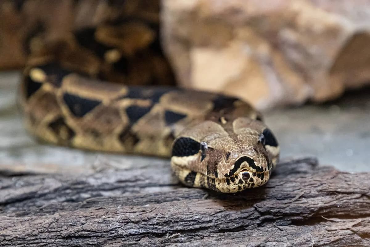 Jubilada de Moscú condenada por tener 30 animales exóticos en su departamento