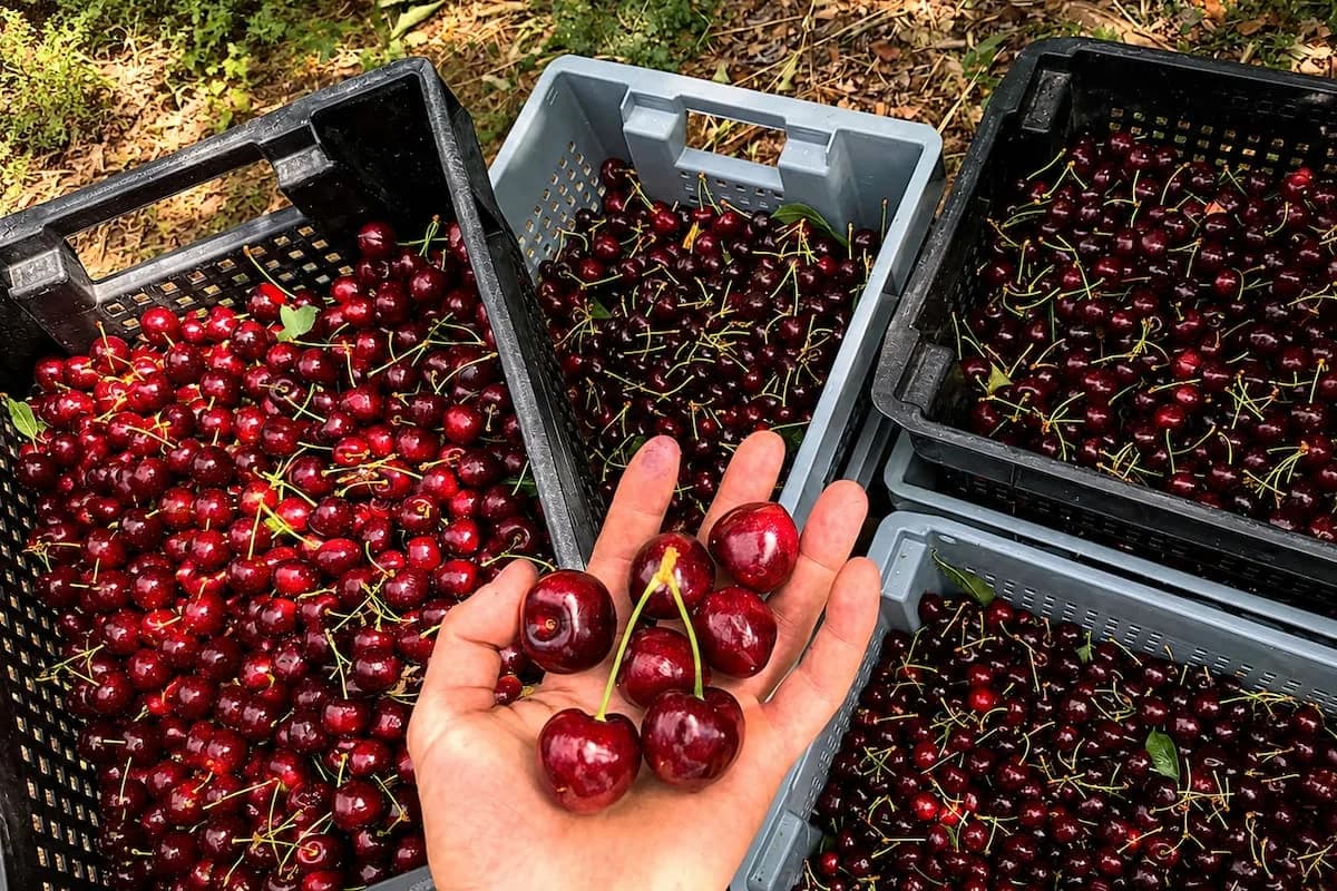 Cerezas con sello propio: Los Antiguos hará su primera exportación con denominación de origen