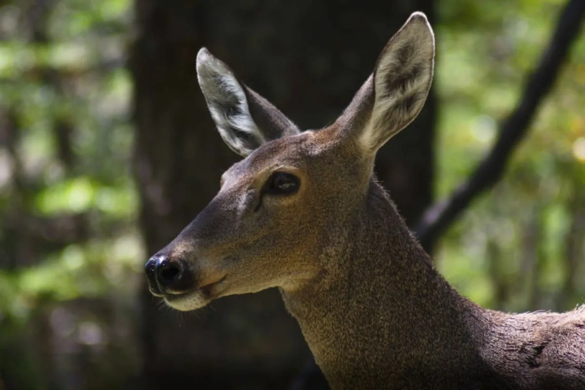 Cámaras térmicas en drones: el plan para monitorear al huemul, el “fantasma de los Andes”