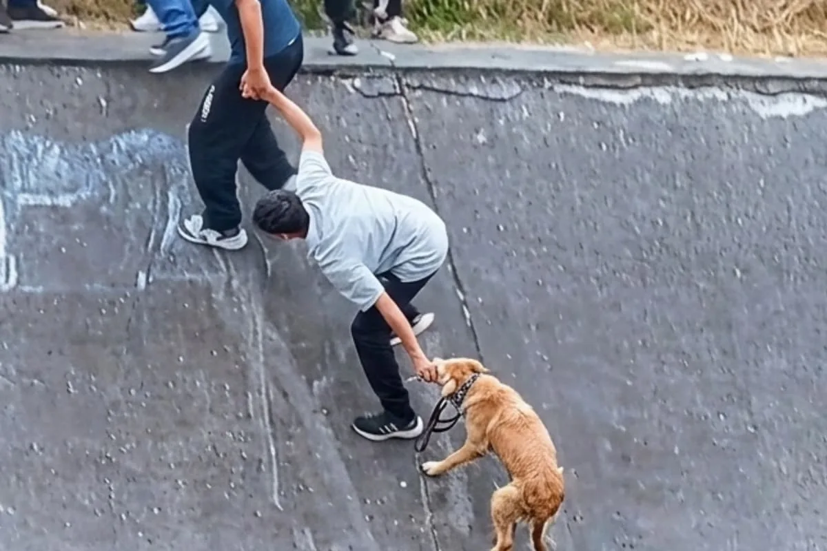 Rescate heroico: cadena humana salvó a un perro atrapado en un canal