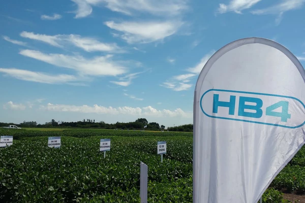 Brasil cuestionó la detección de soja HB4 argentina en la Unión Europea