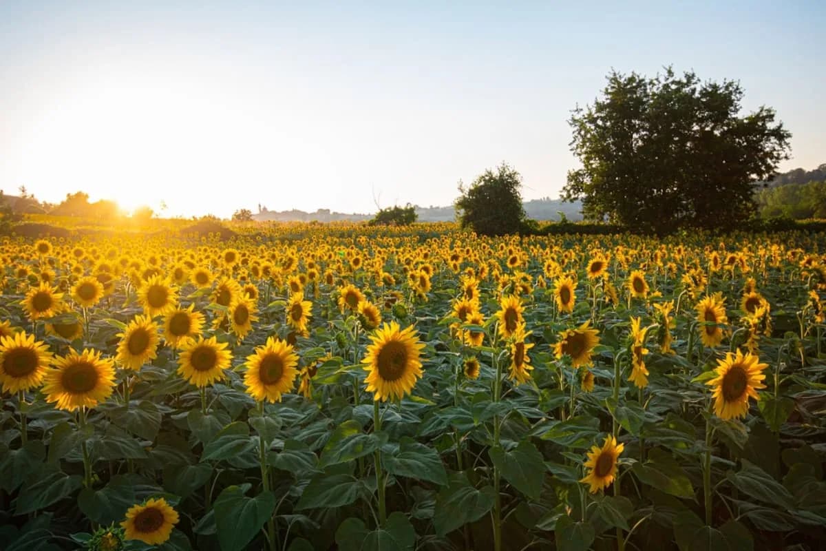 El girasol apunta a otro récord: proyectan 8 millones de toneladas para 2026/2027