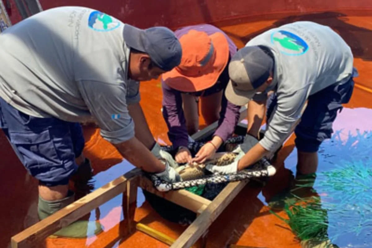 Un pez prehistórico se reprodujo en Guatemala tras siete años de intentos