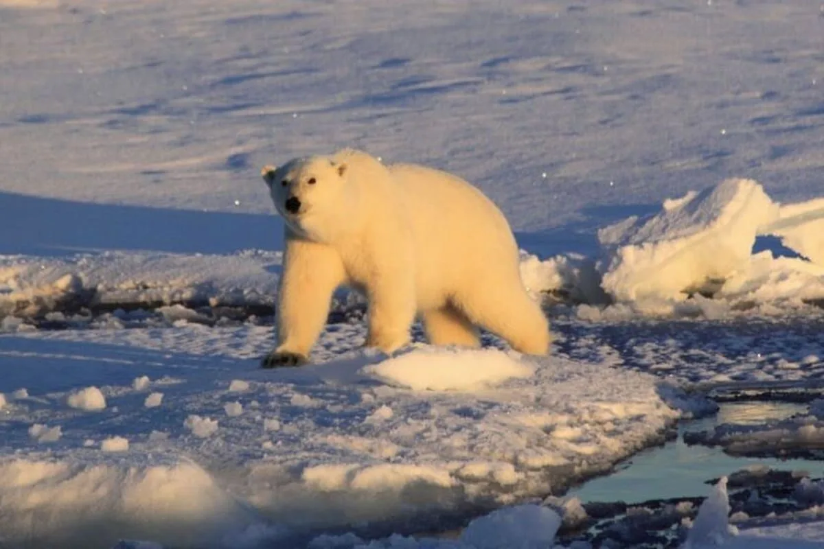 Multaron a un turista en Noruega por despertar a un oso polar con una sirena marítima