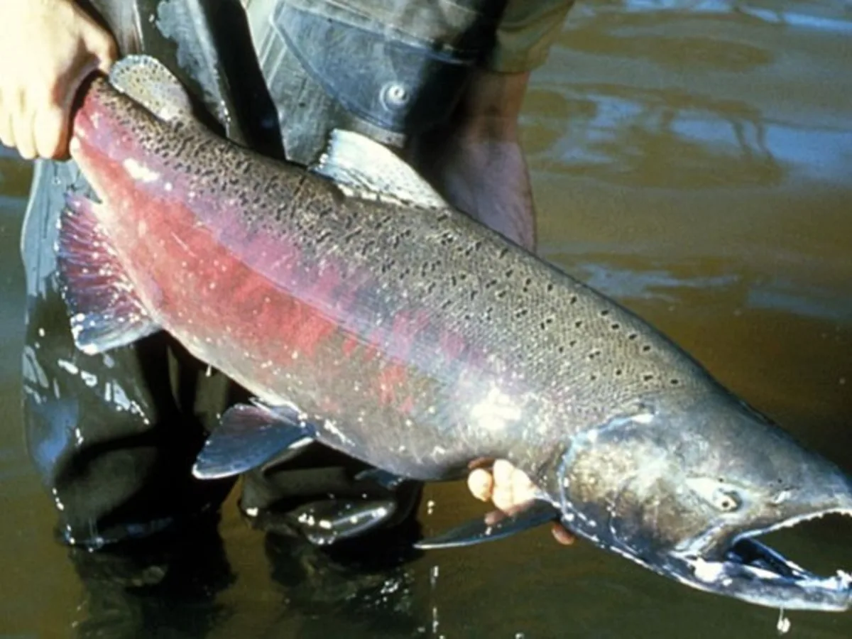 El salmón rey que Chile introdujo en 1970 ya invade los ríos de la Patagonia argentina