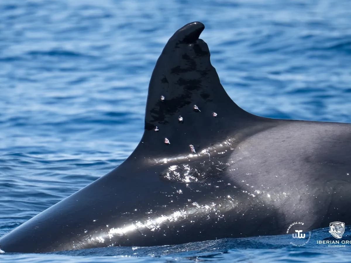 We Whale vigila a Toñi, la orca que recibió disparos en el Estrecho de Gibraltar: “Monitoreamos una posible infección”