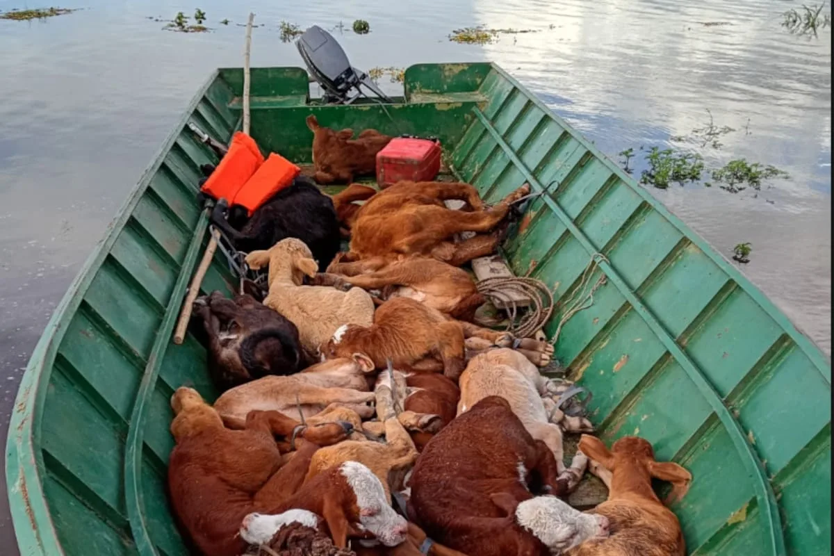 Crecida del Paraná: Goya corre contra el tiempo para sacar 11.000 vacas de las islas