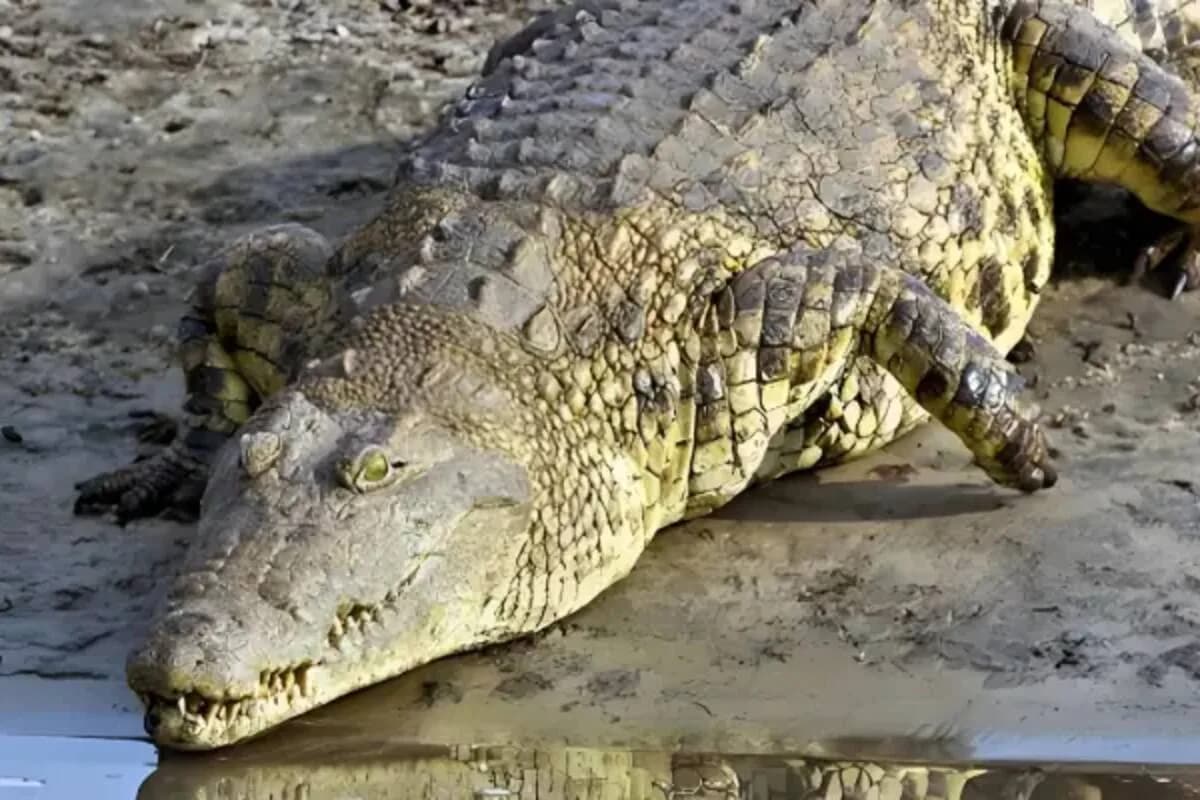 Gustave, el cocodrilo que habría matado a 300 personas y sigue sin ser capturado