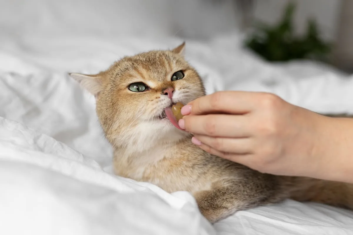 Los veterinarios coinciden: cómo darle una pastilla a un gato
