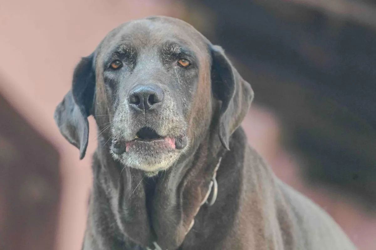 Polémica en redes por una “patente de mascotas” en El Chaltén