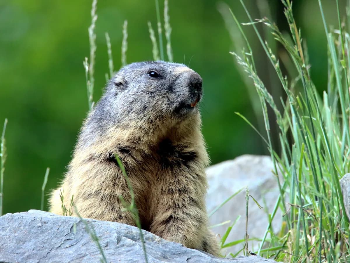 Dos marmotas viajaron como polizontes a San Francisco y las liberaron en Lake Tahoe