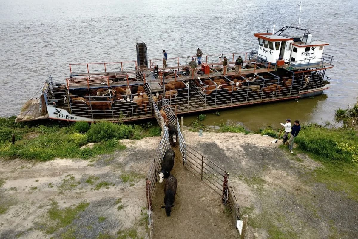Crecida del Paraná: retirar 500 animales de las islas cuesta hasta $9 millones más en plena evacuación
