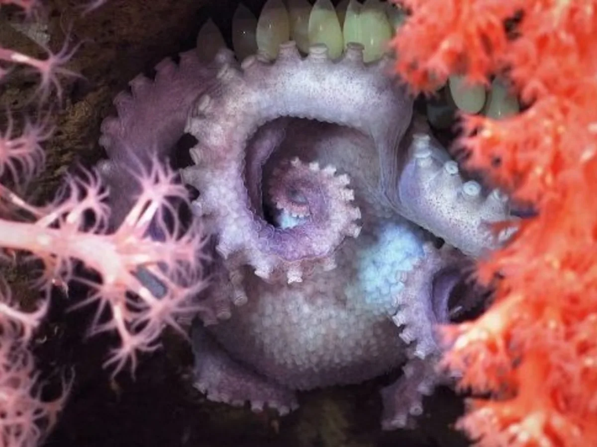 Descubren 57 nuevas especies en los cañones submarinos de Argentina tras la histórica expedición del CONICET que fue transmitida en vivo