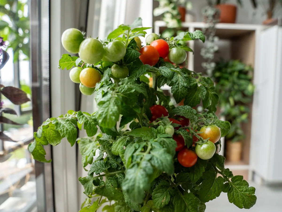 Té de ajo para tomates: cómo se prepara y cada cuánto conviene aplicarlo