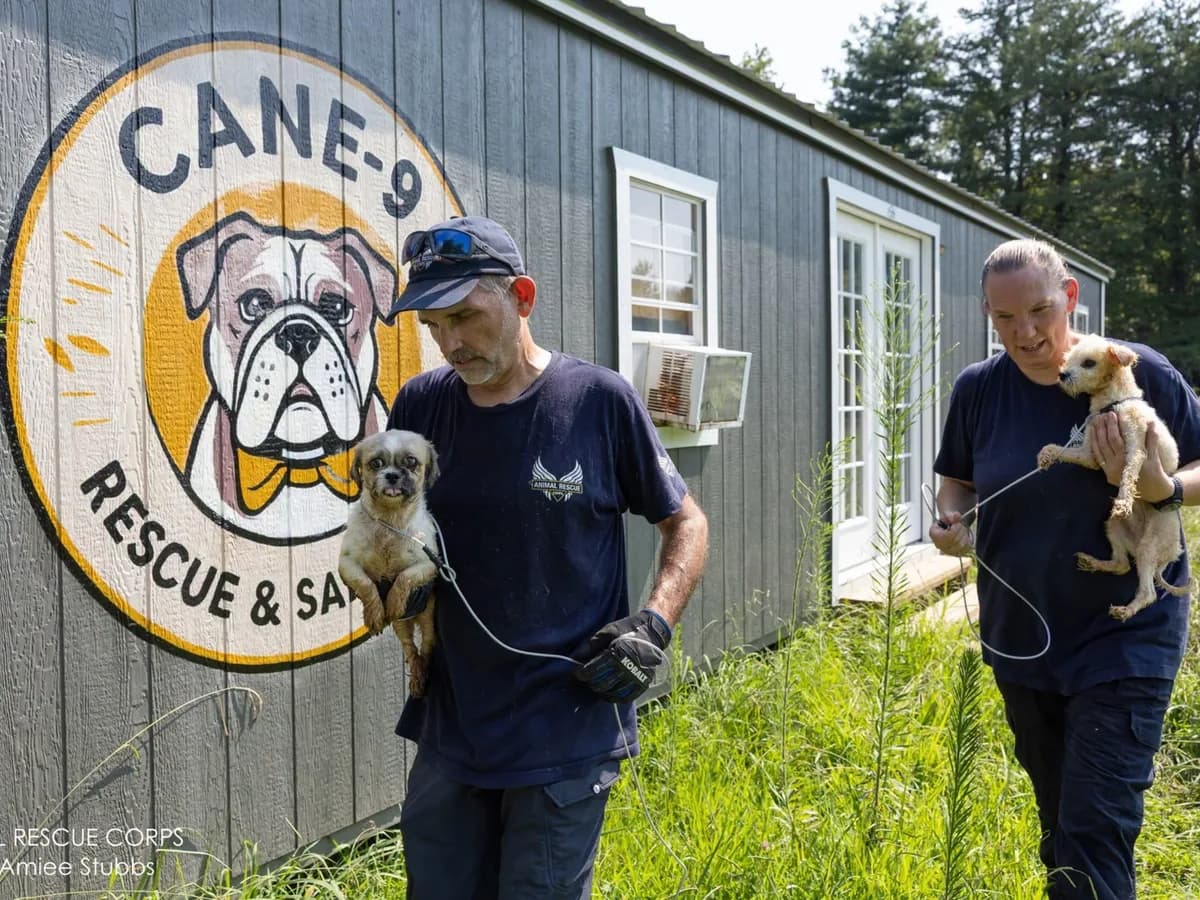 Horror en un refugio de animales de EE.UU.: rescatan a 37 perros y otros animales en condiciones insalubres