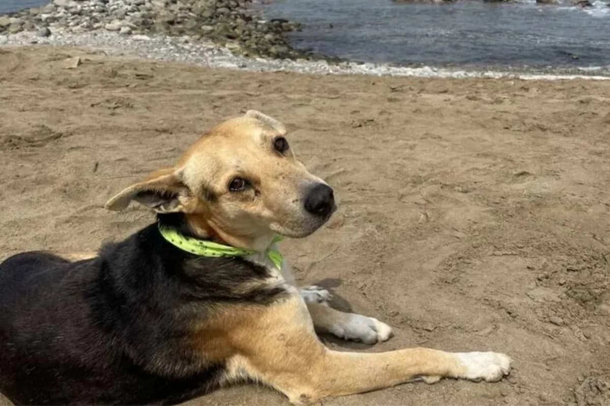 Vaguito, el "Hachiko peruano": el perro que espera a su dueño pescador frente al mar