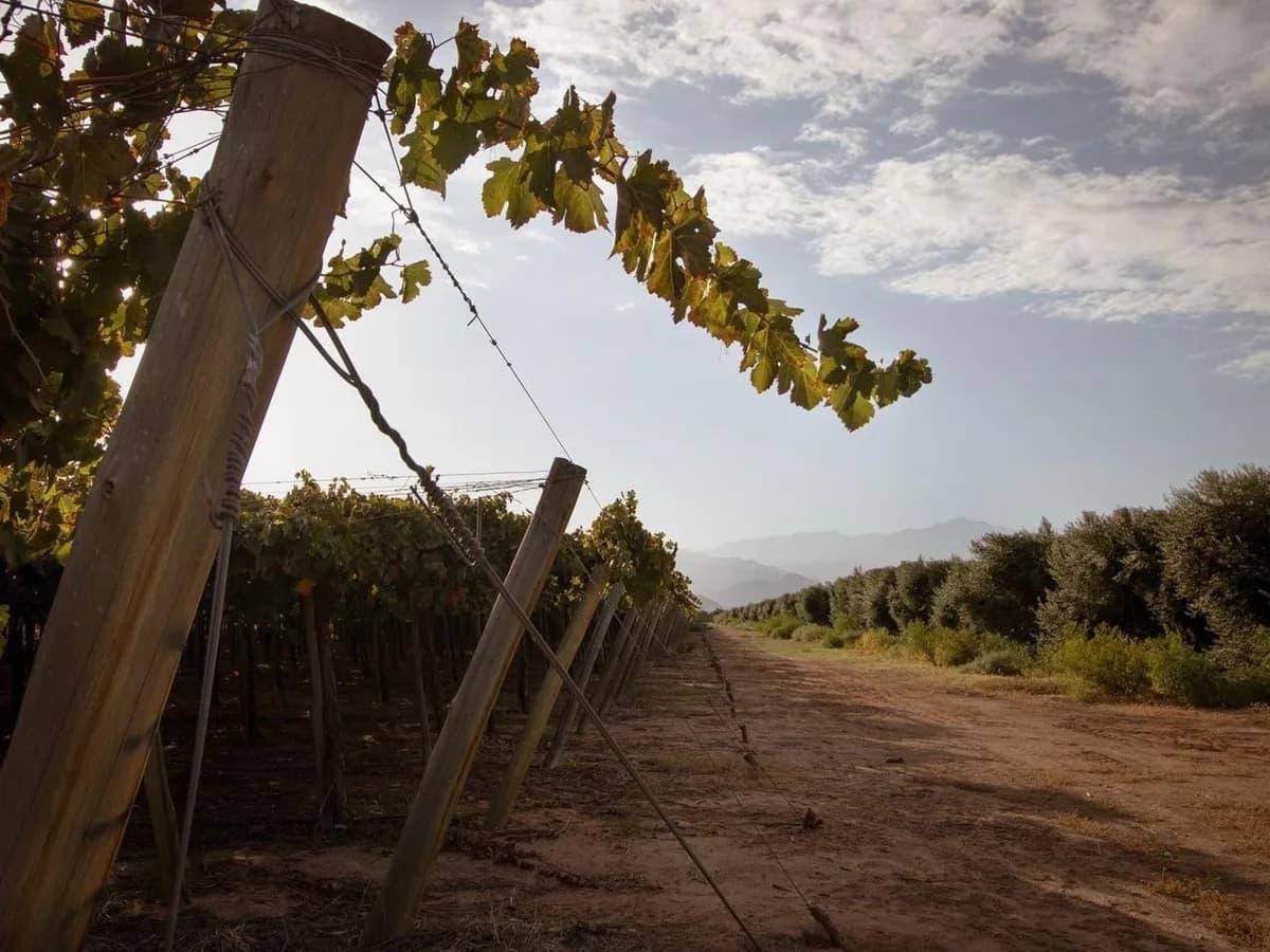 En la cuna de la aceituna argentina buscan sostenerse junto a la vid, el nogal y el turismo