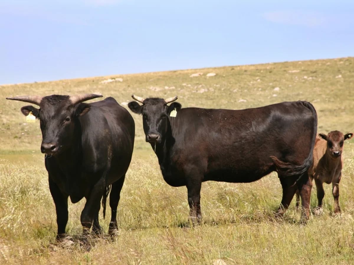 Wagyu: primer remate de reproductores en Argentina, el 21 de octubre en Río Cuarto