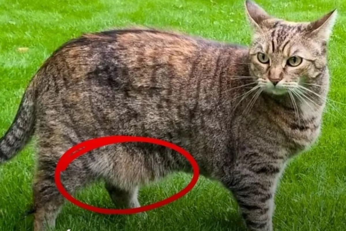 Qué es lo que cuelga de la panza de los gatos