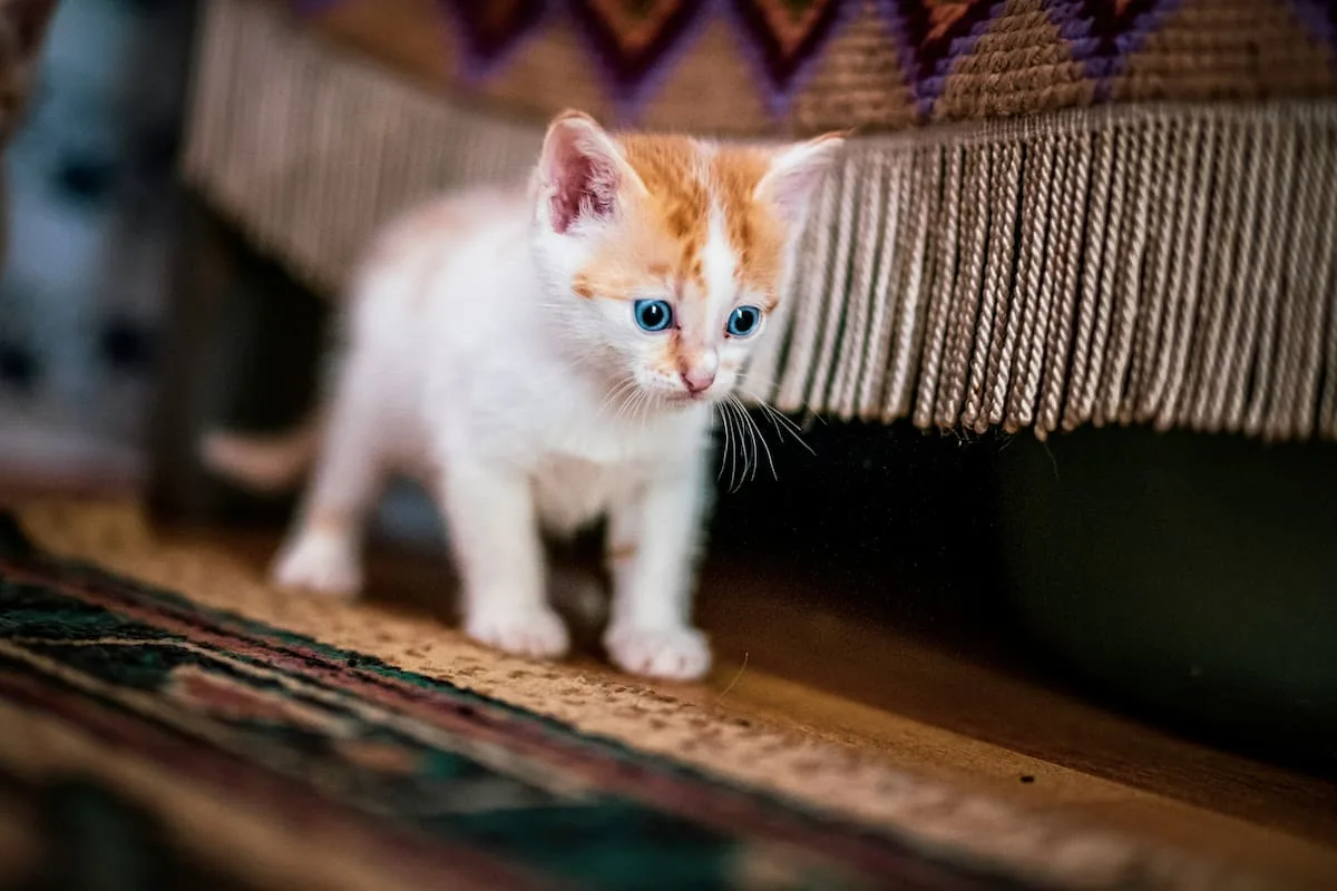 Cómo expresan amor los gatos y cómo eligen a su humano favorito