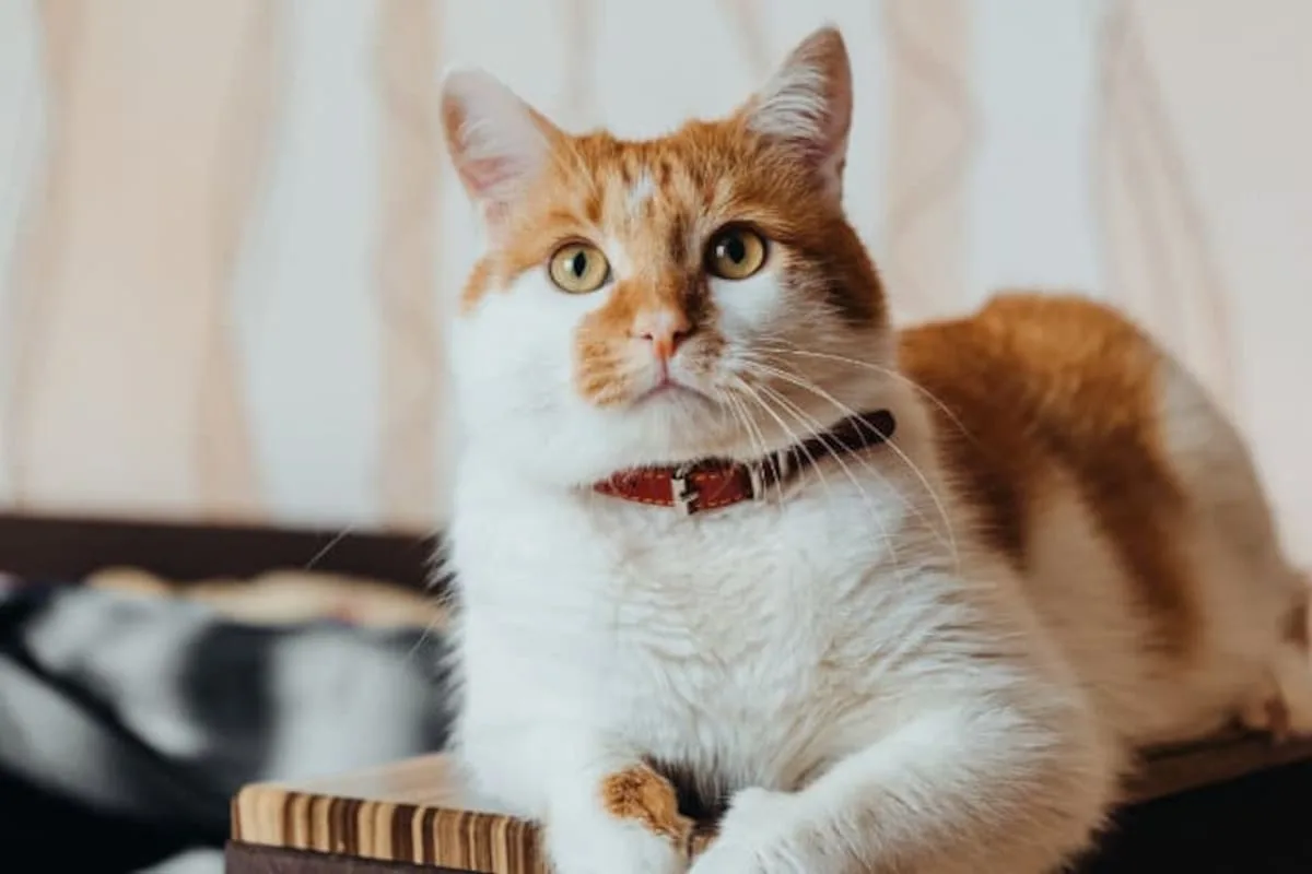 Los veterinarios coinciden: cómo se despiden los gatos anaranjados antes de morir