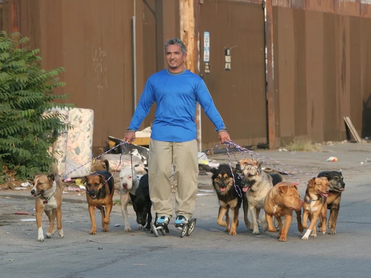 César Millán, experto en adiestramiento canino de 57 años: "Los perros callejeros son los mejores porque no necesitan entrenamiento, solo cariño y amor"