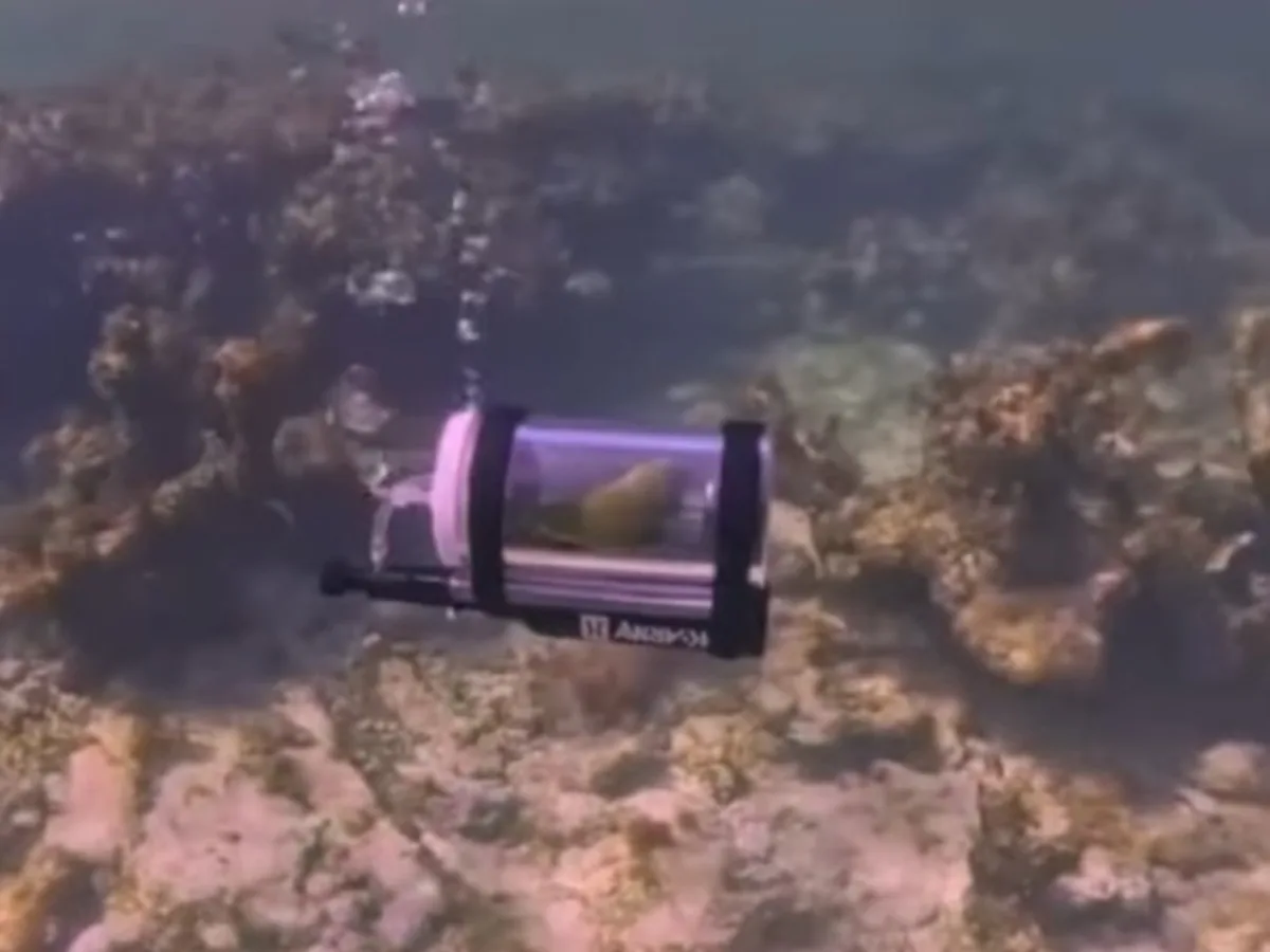 Un hombre de Iowa construyó un minisubmarino para que su periquito bucee en las Bahamas