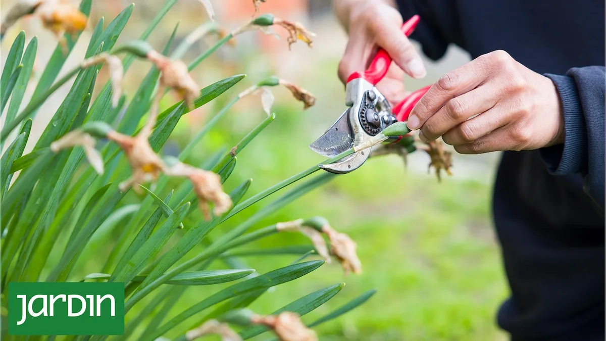 La regla de las tres podas: qué cortar en primavera, qué esperar y qué dejar intacto