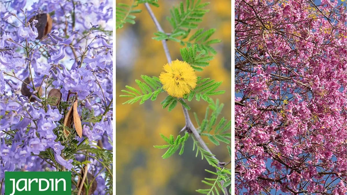 Seis árboles que protagonizan la primavera antes que todos los demás