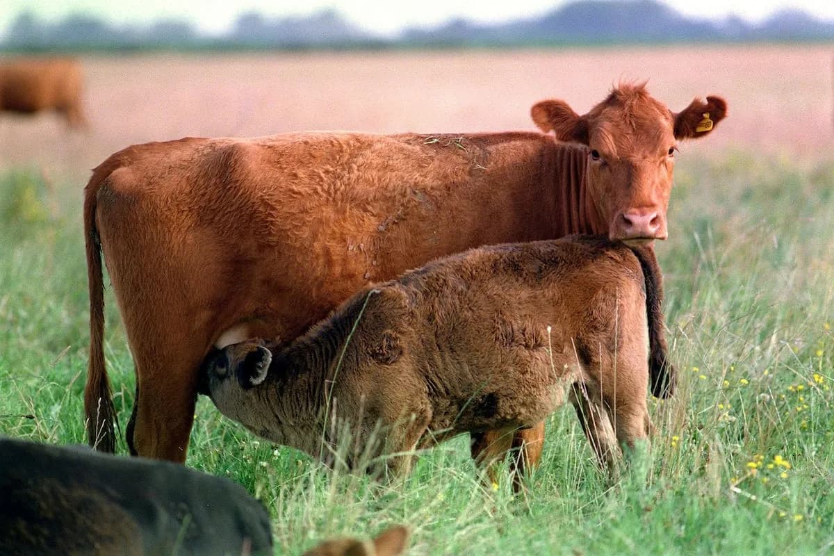 Carbap advierte que las exigencias ambientales de la UE pueden ser barreras al agro
