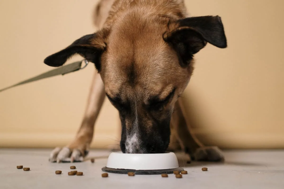 Jerry Klein, veterinario: cambiar de golpe la comida puede enfermar a tu perro