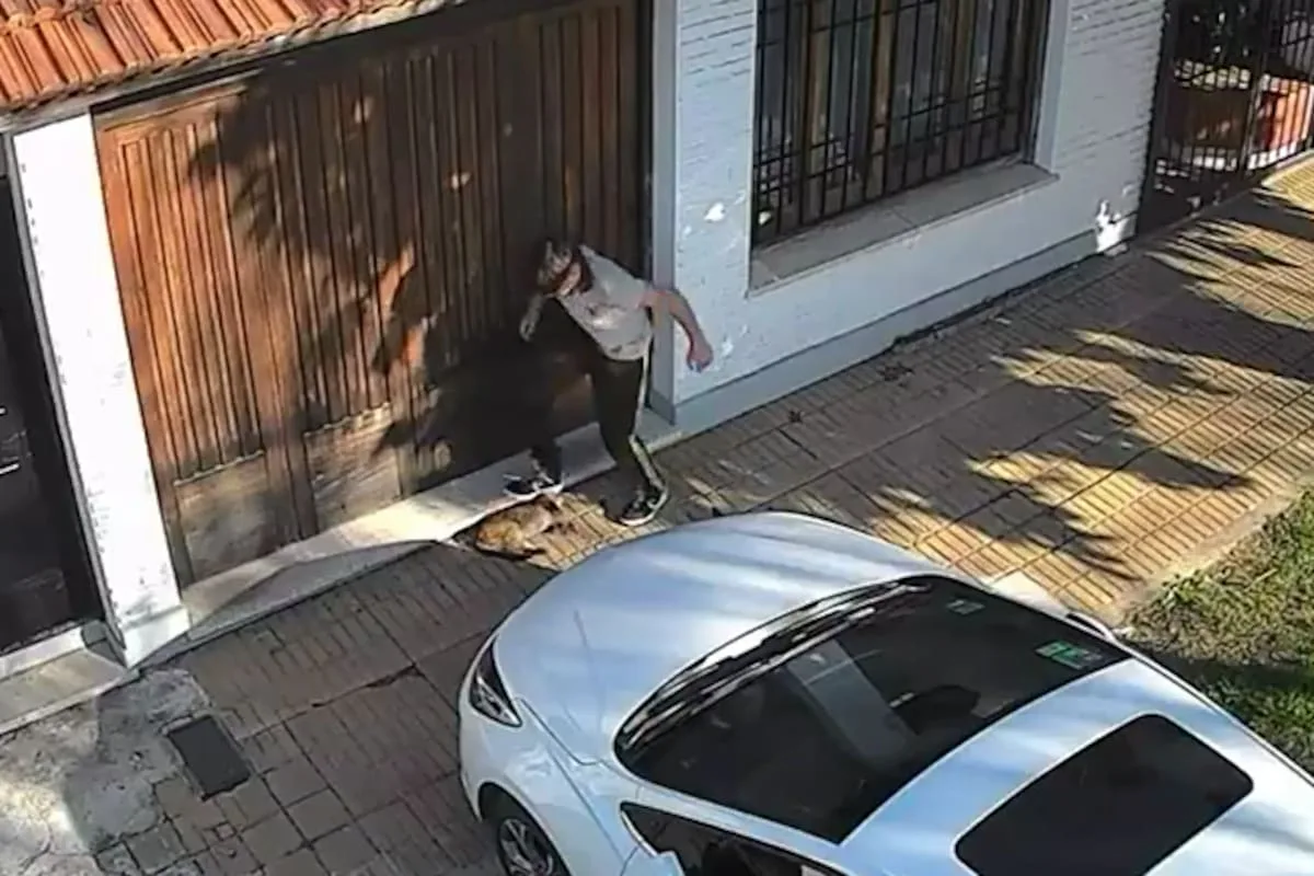 Maltrato animal: un estudiante de 14 años le pisó violentamente la cabeza a un gato