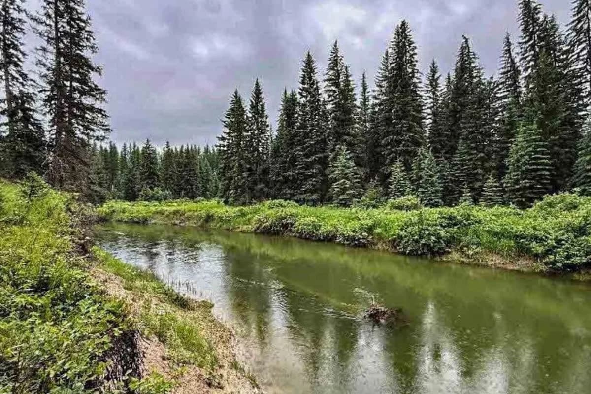 Pareja compró un campo de 23 hectáreas para crear una reserva natural que atraviesa un río y alberga pumas en Estados Unidos