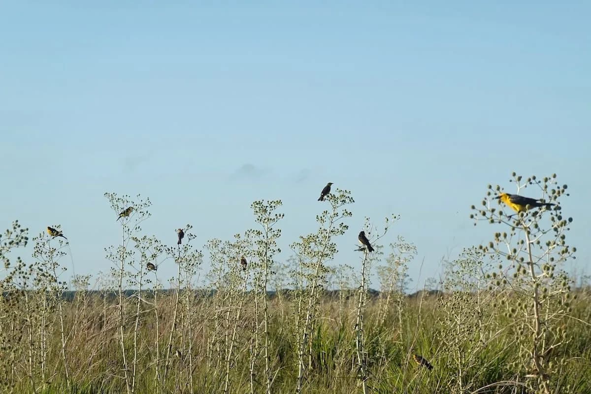 Aguapey: alertan que las forestaciones de pinos amenazan los pastizales de Corrientes