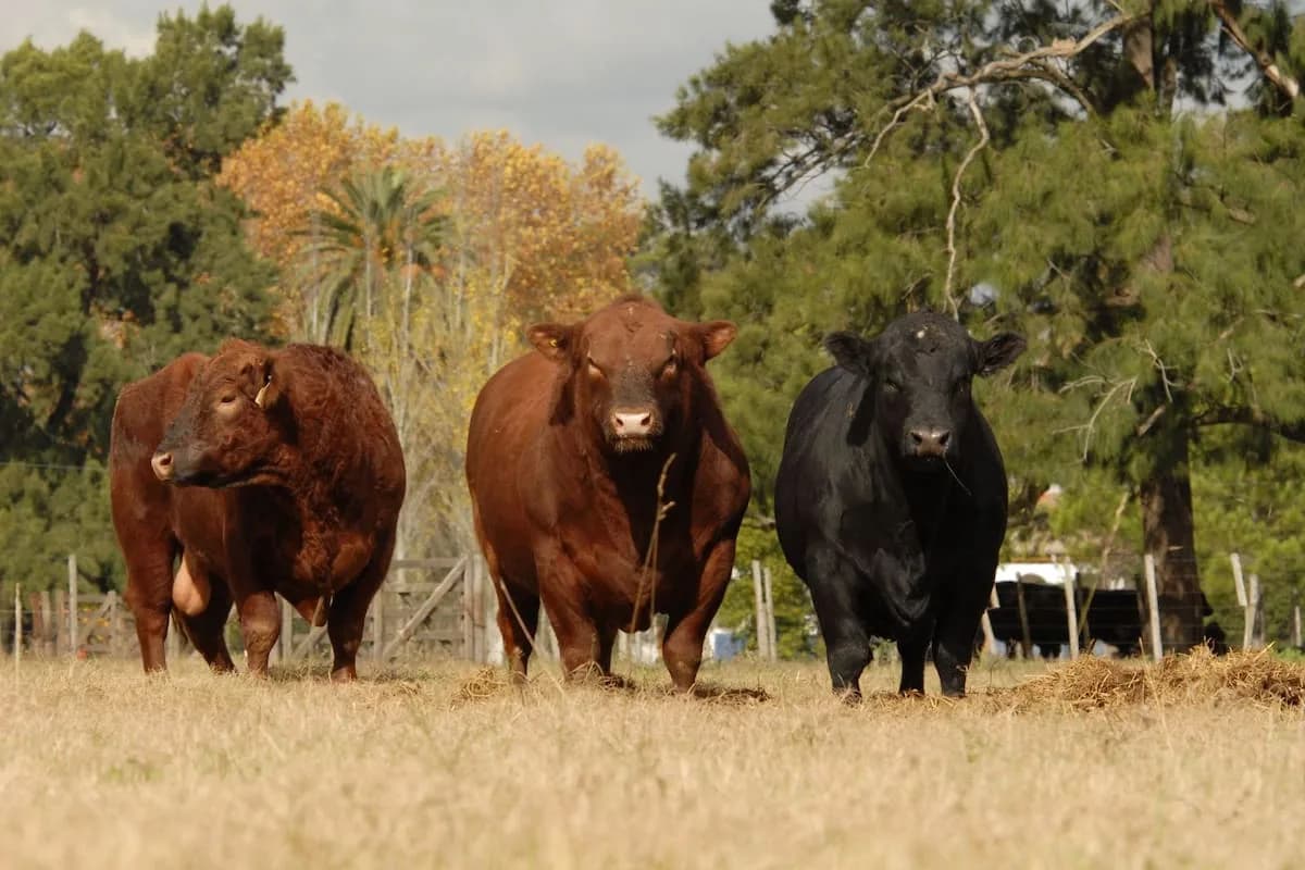 Termómetro: ¿qué dice el precio del toro sobre el negocio ganadero?