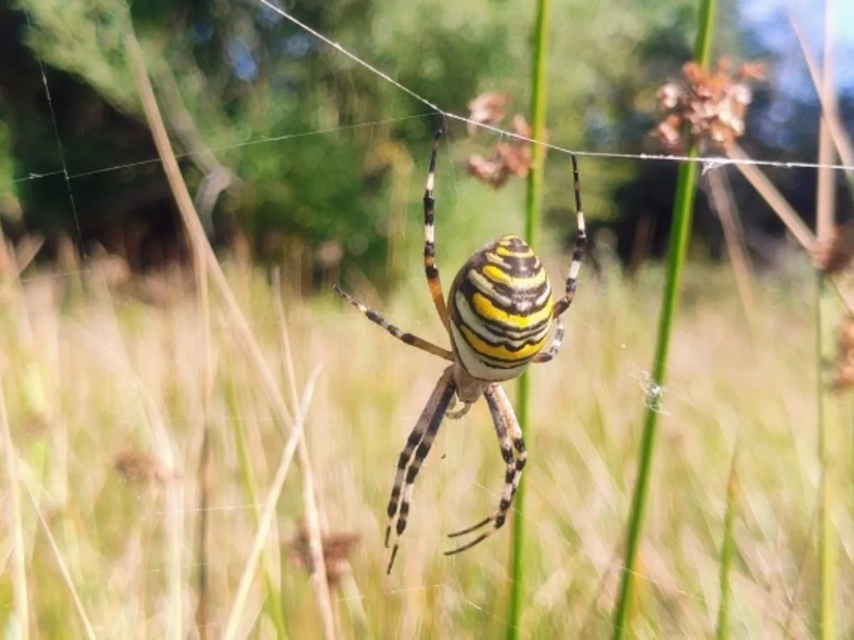 Una llamativa araña avispa aparece por primera vez en el noroeste de Inglaterra: qué se sabe del hallazgo y por qué preocupa