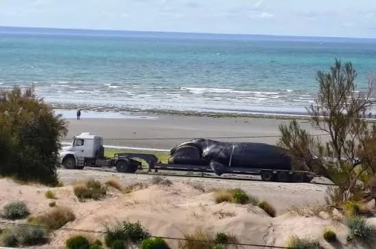Alarma en Puerto Madryn: cinco ballenas muertas en 48 horas y riesgo de récord anual