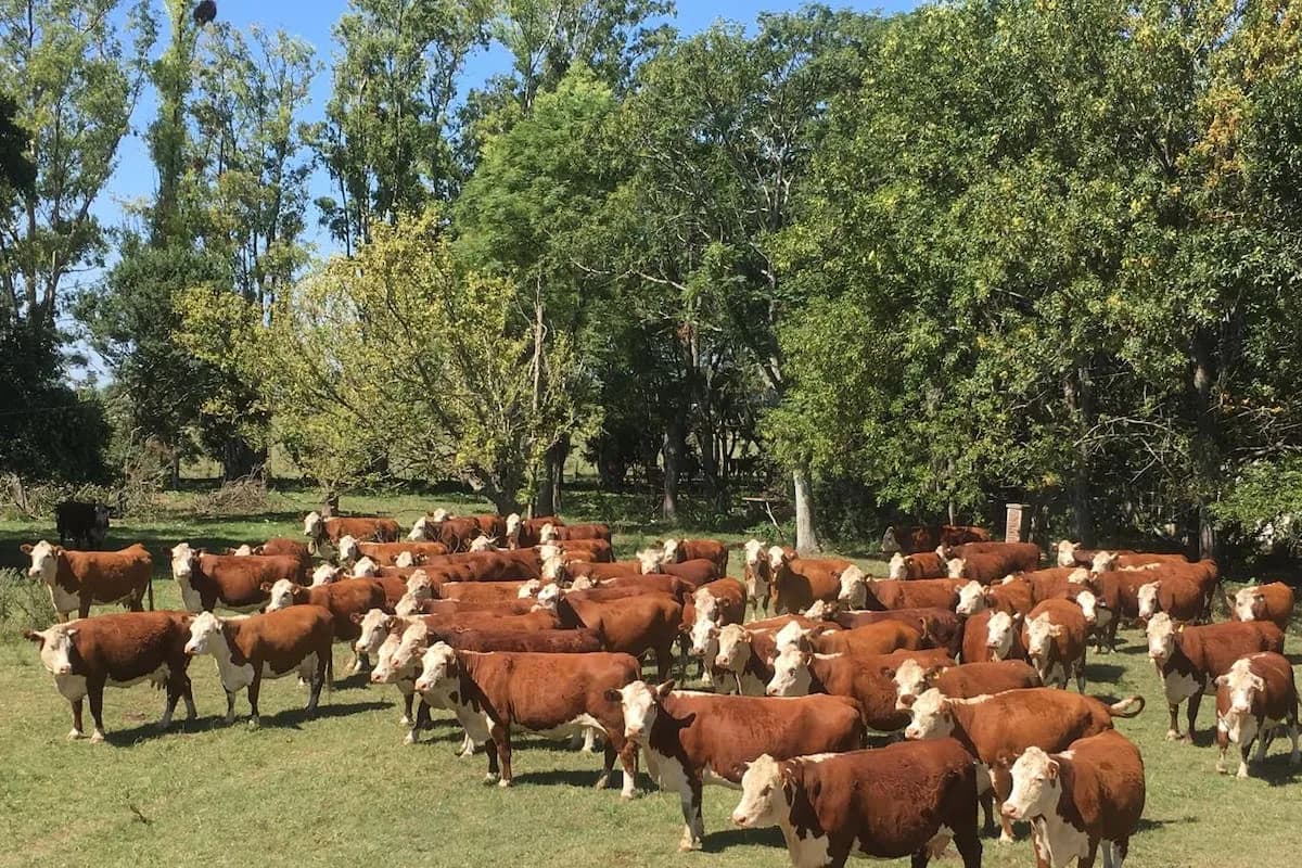 Carne argentina a Europa: la inscripción en Visec Carne que divide a los productores