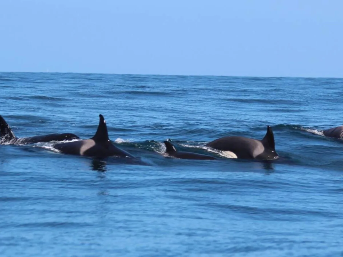 Revelan nuevos detalles del ataque a Toñi, la orca más longeva del Estrecho de Gibraltar