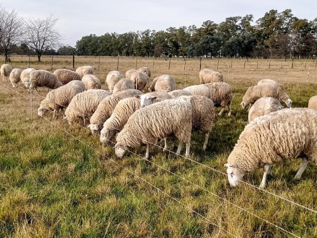 Markus, joven pastor de 1.400 ovejas en Europa: "Me hace feliz ver a los animales bien"