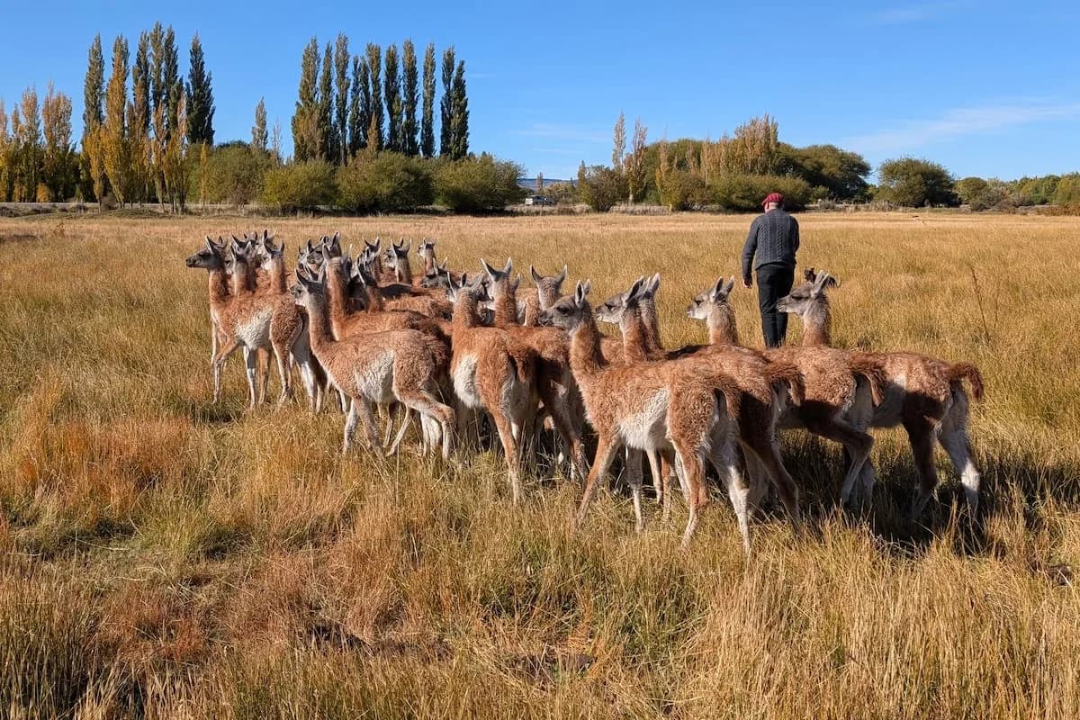 Guanacos en Santa Cruz: los esquilan, exportan la fibra y buscan replicar el modelo