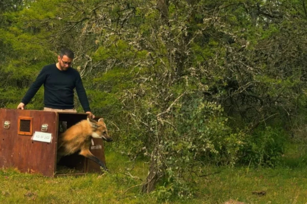 El aguará guazú que apareció en Rosario volvió a la naturaleza en San Cristóbal