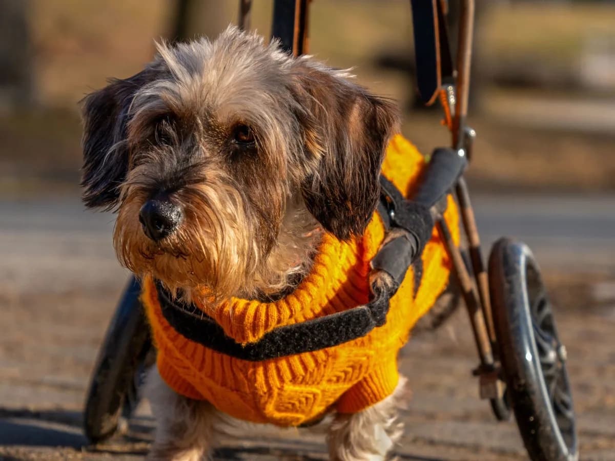 Marina Gonzalo, veterinaria: “Antes, un perro con displasia prácticamente no volvía a correr; ahora el diagnóstico temprano, la cirugía y la rehabilitación nos ayudan muchísimo”