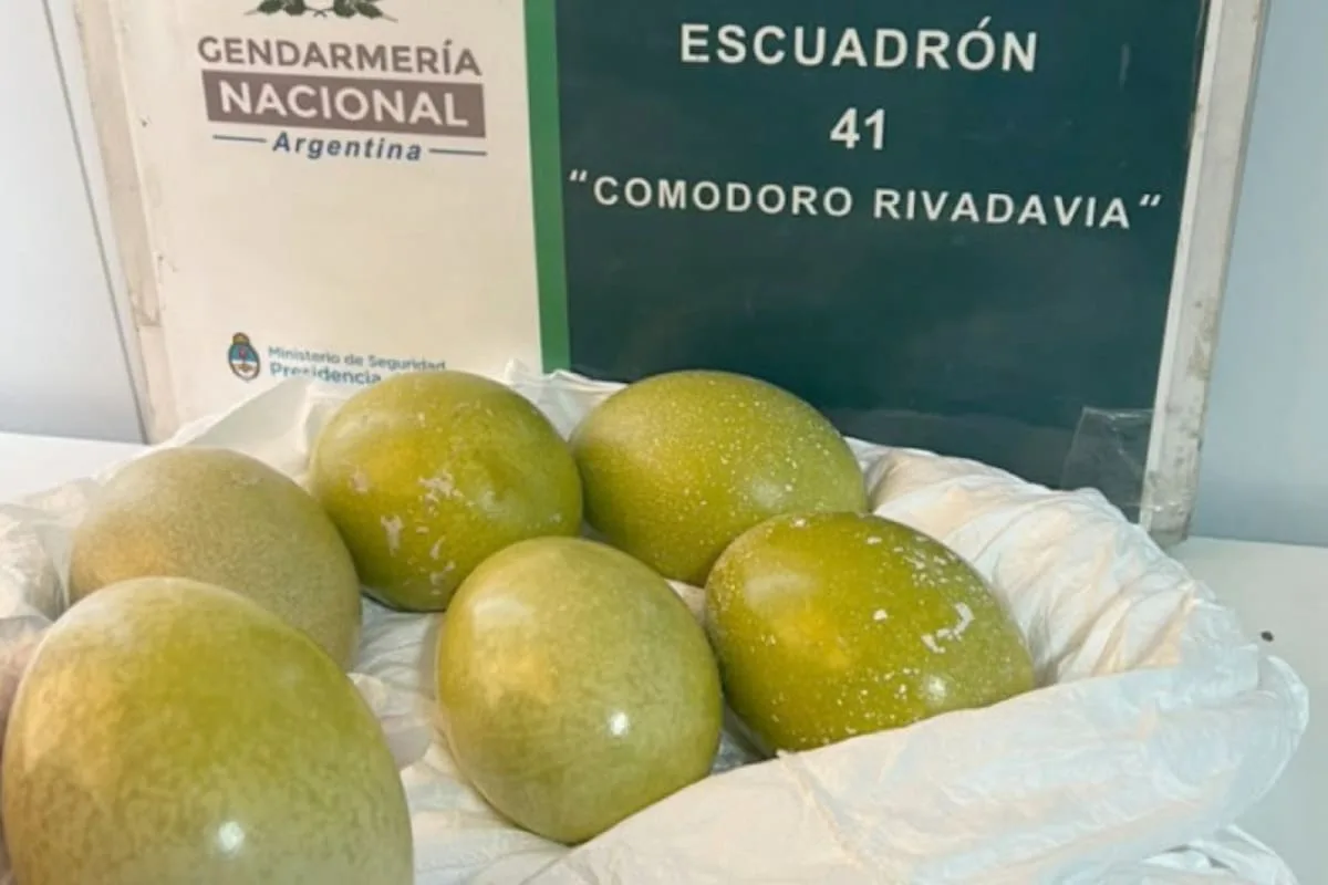 Gendarmería secuestró seis huevos de ñandú patagónico escondidos bajo un asiento en Chubut