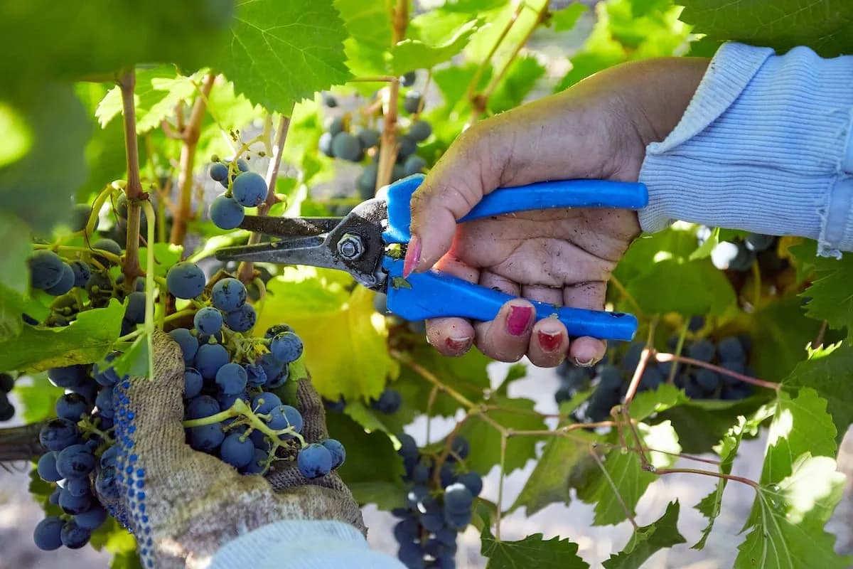 El riesgo de plantear un agro de dos velocidades diferentes