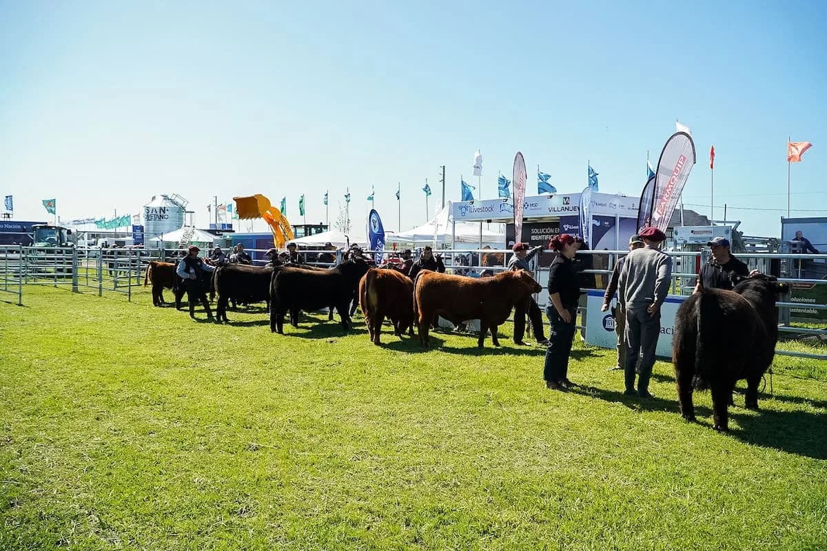 Semana Angus de Primavera: en un gran momento de la ganadería, la raza líder mostrará la genética que impulsa la producción de carne