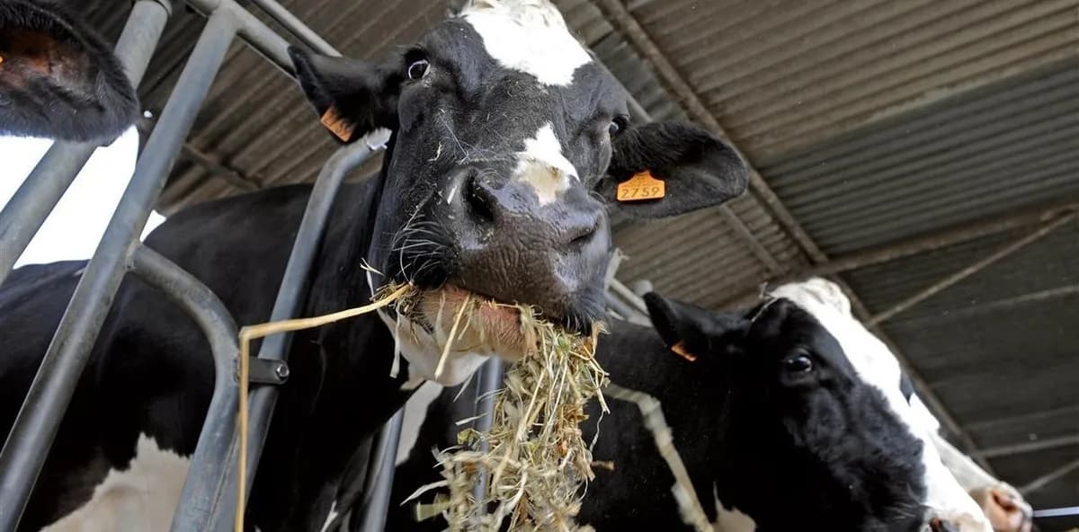 La revolución tecnológica que transforma los tambos: del pasto al silaje de maíz