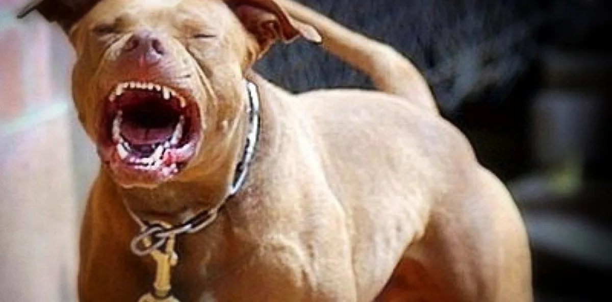Un pitbull atacó a una nena de 2 años: está en terapia intensiva con graves fracturas en la cara